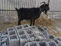 Mbuzi jike, Czech Brown Shorthaired goats — picha 2