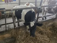 Ng'ombe jike, Russian Black pied cattle — picha 4
