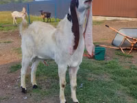 Billy Goat, Gulabi goats — photo 5