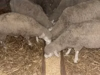 भेड़, भेड़ — फ़ोटो 1
