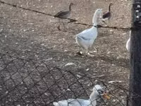 Geese — Foto 1