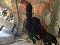 Chickens — Foto 1