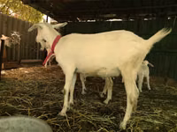 बकरियाँ (लॉट, लिंग निर्दिष्ट नहीं), Pomellata goat — फ़ोटो 6