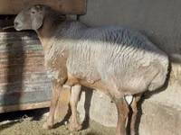 मेढ़ा, Arashan sheep — फ़ोटो 2
