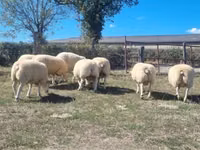 Dume la kondoo, Texel sheep — picha 3