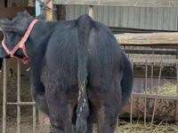Bull, Aberdeen-Angus — photo 7