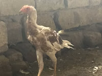 Pied — Foto 2