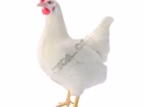 लोहमन ब्राउन