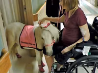 घोड़ी, Miniature horse — फ़ोटो 1