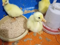 Geese — الصورة 4