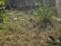 Geese — photo 1