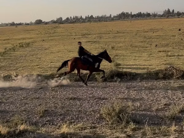Farasi jike, French Trotter