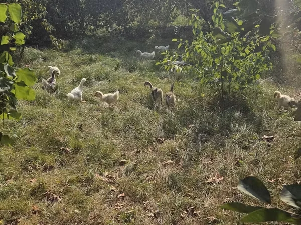 Geese