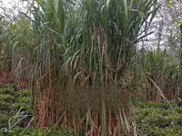 Juncao Chinese Magic Grass — фото 1