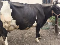 Ng'ombe jike, Russian Black pied cattle — picha 6