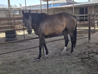 Farasi jike, Thoroughbred horse — picha 2