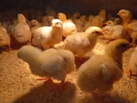 Chickens — الصورة 1