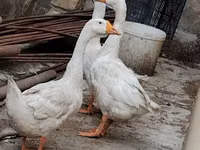 Geese — picha 1