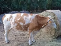 Ng'ombe jike, Simmental cattle — picha 4