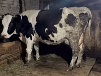母牛, Russian Black pied cattle — 照片 2