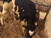 ثور, Russian Black pied cattle — الصورة 4