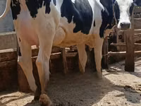 Kuh, Holstein-Rasse — Foto 2