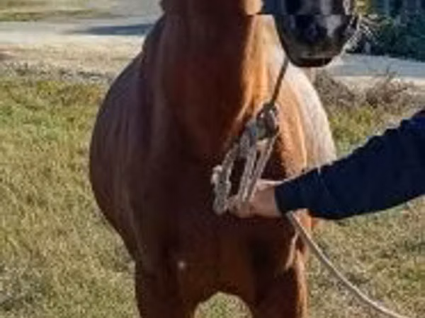 Caballo, Caballos