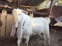 Mbuzi dume, Gulabi goats — picha 5