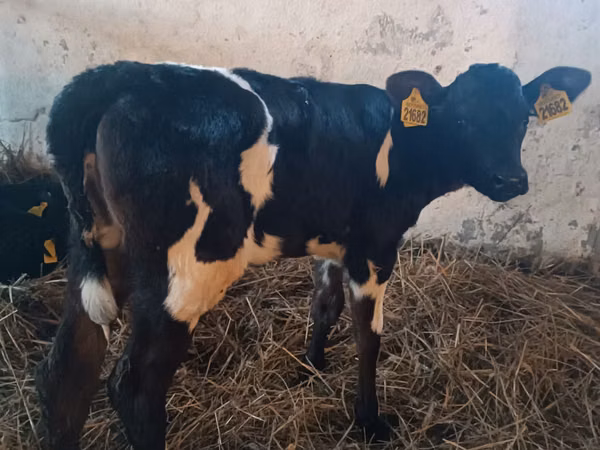 Ng'ombe jike, Russian Black pied cattle