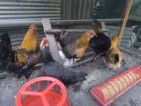 Chickens — 照片 1