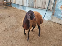 Ram, Suffolk sheep — photo 3