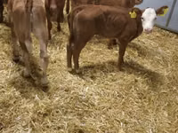 أبقار (دفعة، الجنس غير محدد), Simmental cattle — الصورة 5