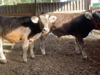 Rinder (Partie, Geschlecht nicht angegeben), Swiss cattle — Foto 3
