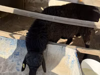 Widder, Blackheaded Persian sheep — Foto 6