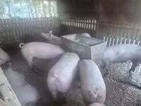 Säue, Schweine — Foto 1