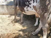 गाय, अलाताऊ नस्ल — फ़ोटो 3
