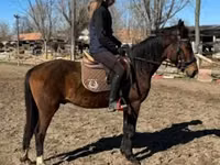 حصان, Hungarian horse breed — الصورة 2