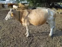 Ng'ombe jike, Simmental cattle — picha 5
