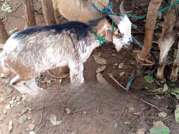 Mbuzi (kikundi, jinsia haijatajwa), Mbuzi