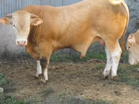 Bull, Blonde d’Aquitane cattle — photo 5