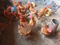 Chickens — photo 2