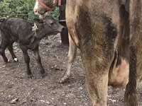 Ng'ombe jike, Simmental cattle — picha 7