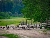 Dume la kondoo, Romanov sheep — picha 4