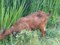 山羊（批次，未指定性别）, Murcia-Granada goats — 照片 2