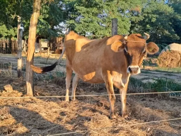 Ng'ombe jike, Jersey breed