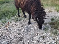 Sheep, Ouessant sheep — photo 5