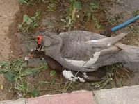 Ducks — Foto 4