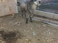 تيس, Damask goat — الصورة 1