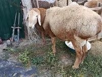 मेढ़ा, Rhon sheep — फ़ोटो 2