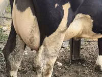 Ng'ombe jike, Russian Black pied cattle — picha 8